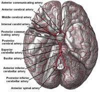 <I>De bloedvoorziening van de hersenen wordt door vele bloedvaten bewerkstelligd. Afhankelijk van welk bloedvat aangedaan is, zal het door een beroerte getroffen hersengebied variëren.</I> / Bron: Wikid77, Wikimedia Commons (Publiek domein)